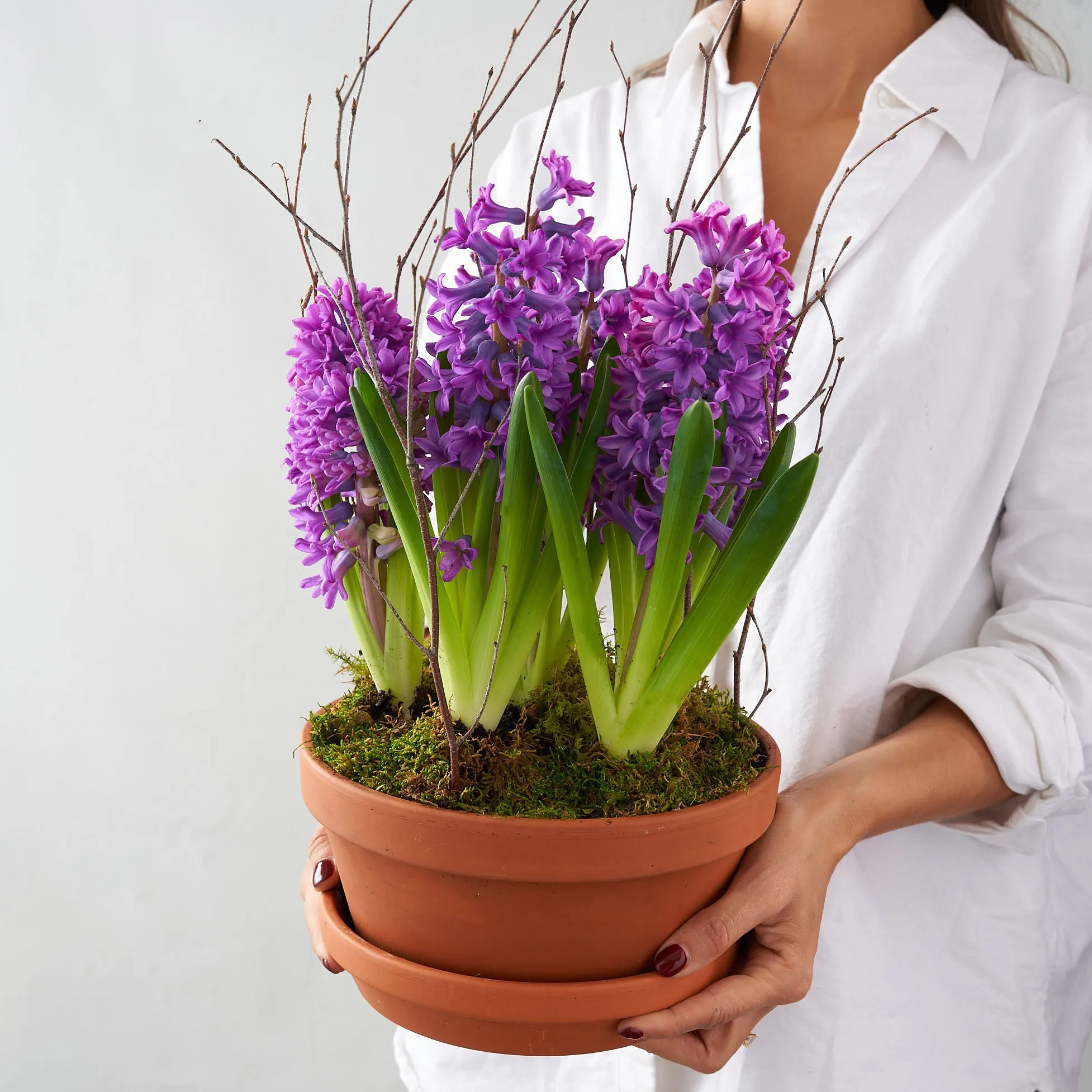 Purple Hyacinth