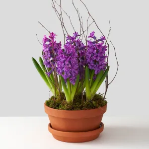 Purple Hyacinth