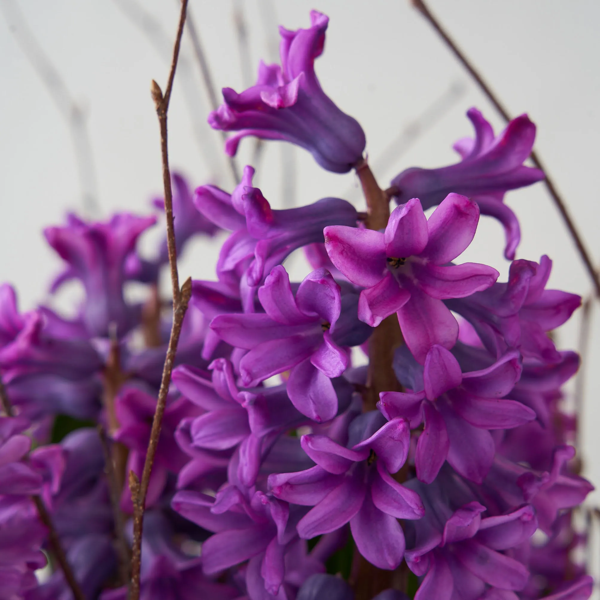 Purple Hyacinth