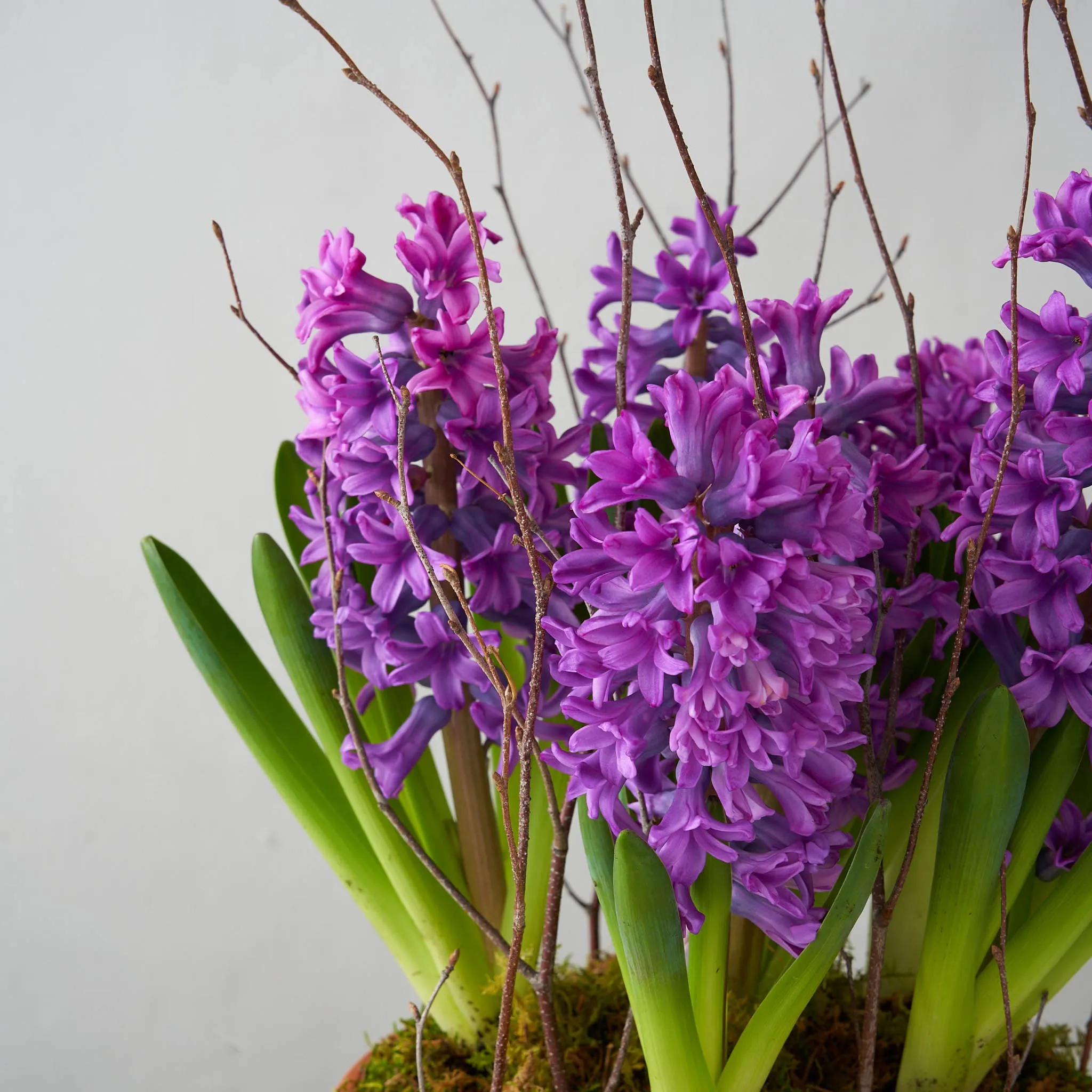 Purple Hyacinth