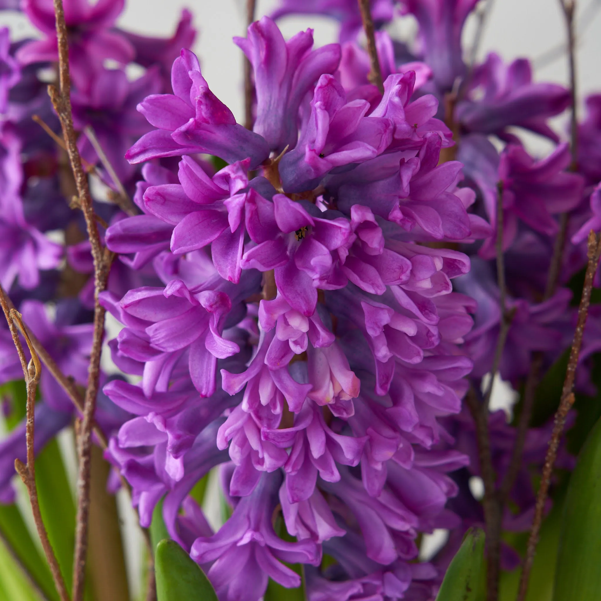 Purple Hyacinth