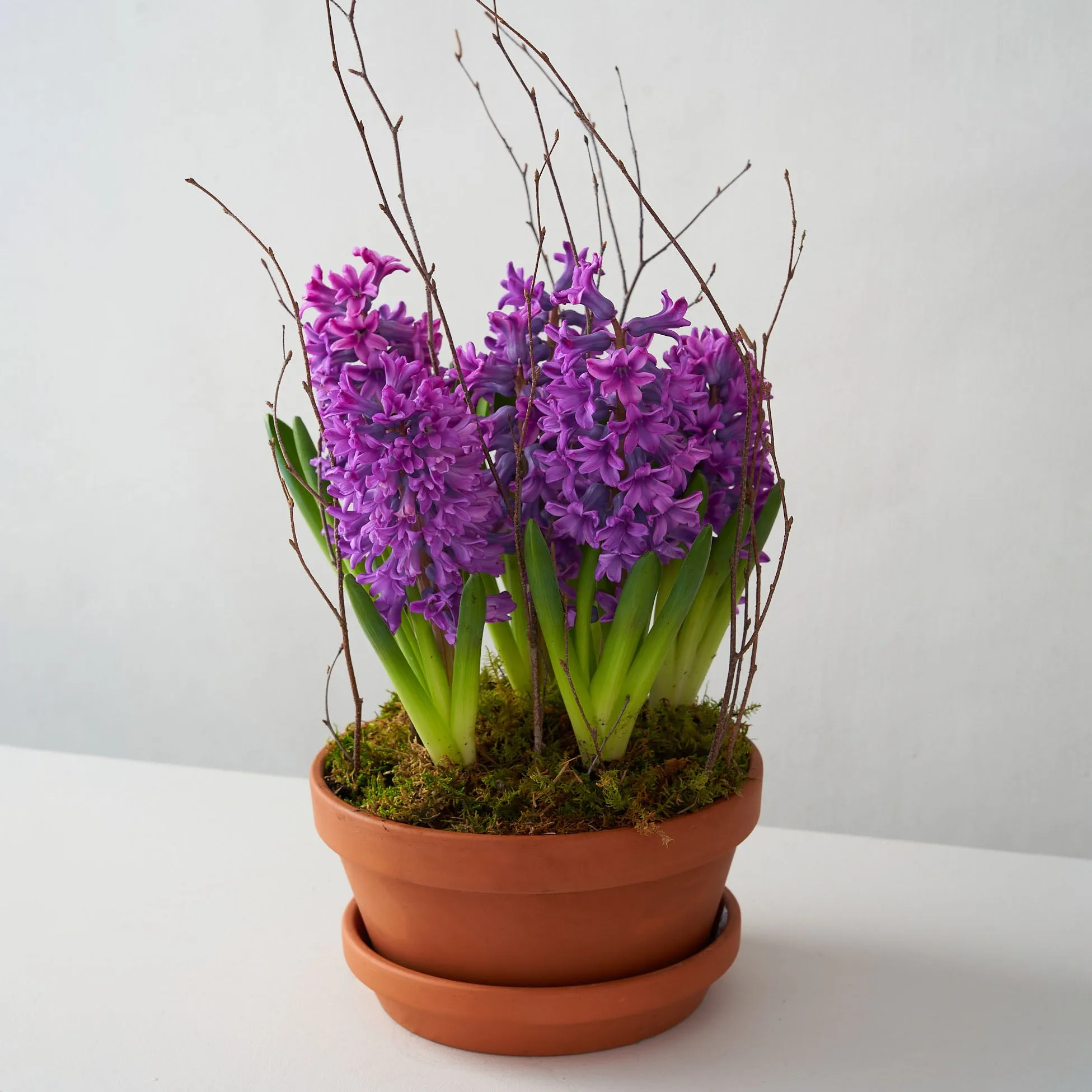 Purple Hyacinth