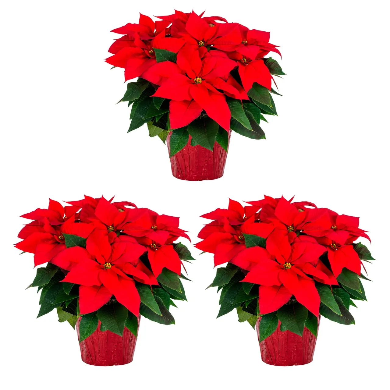 relaxed 1.5QT Red Poinsettia Live Houseplant Red Foil Cover Indirect Sunlight 3 Pack Red Red Foil